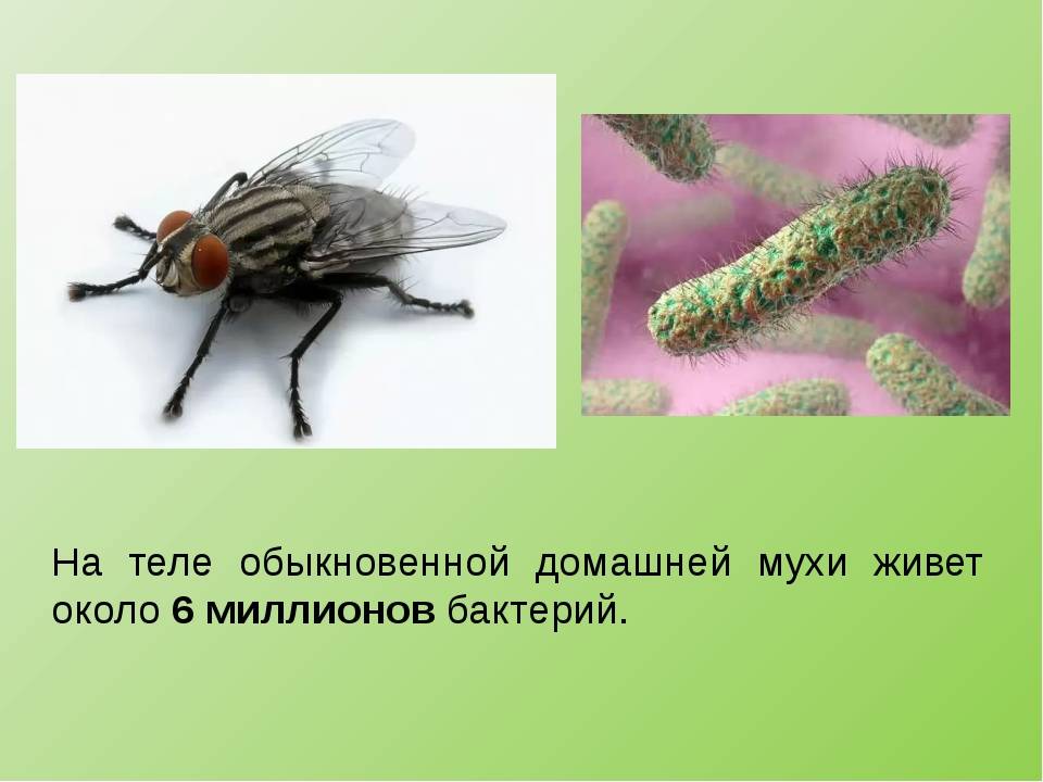 Характер мухи. Интересные факты о мухах. Муха для презентации. Муха насекомое интересные факты. Муха обыкновенная.