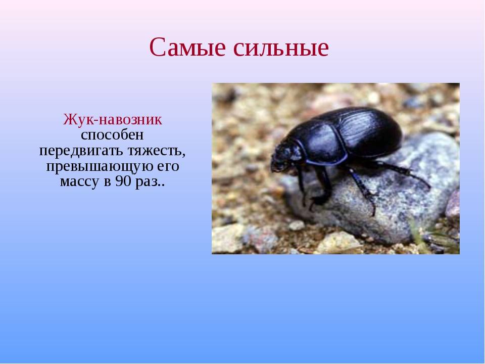 Описание и фото навозного жука