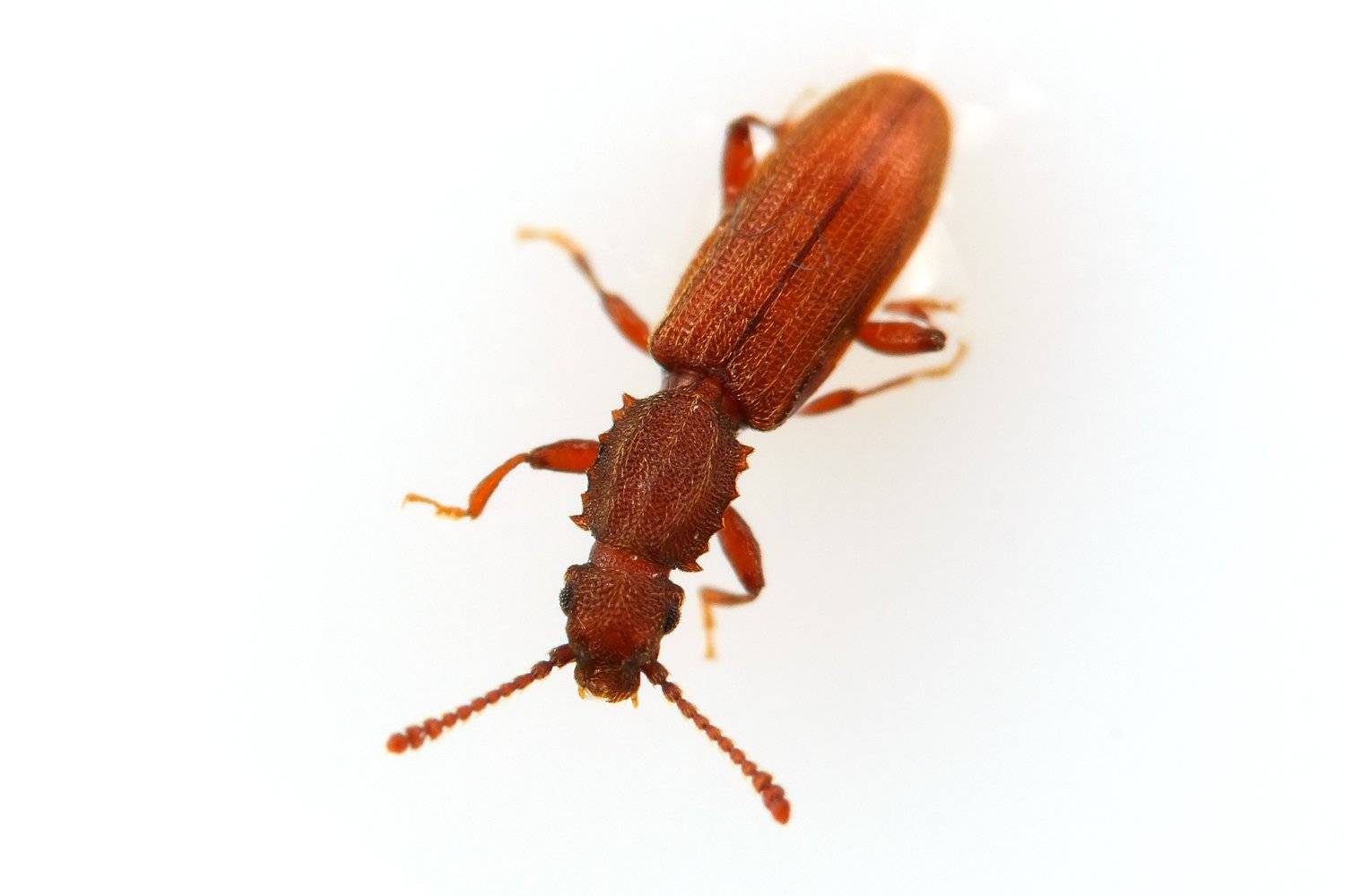 ???? как избавится от домашних жуков на кухне: виды насекомых, способы борьбы