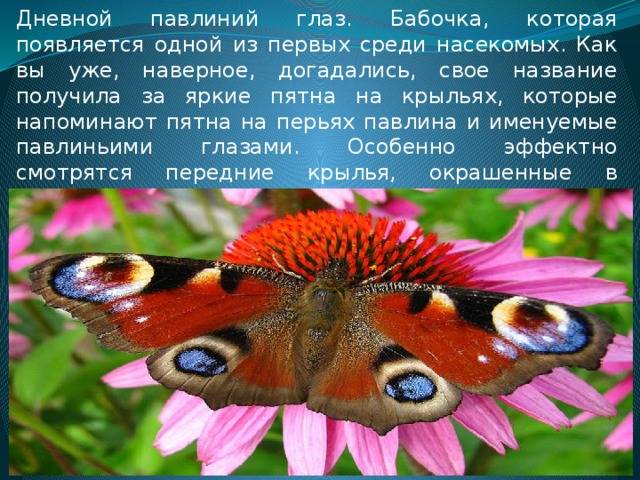 Бабочка павлиний глаз описание для детей сообщение-доклад
