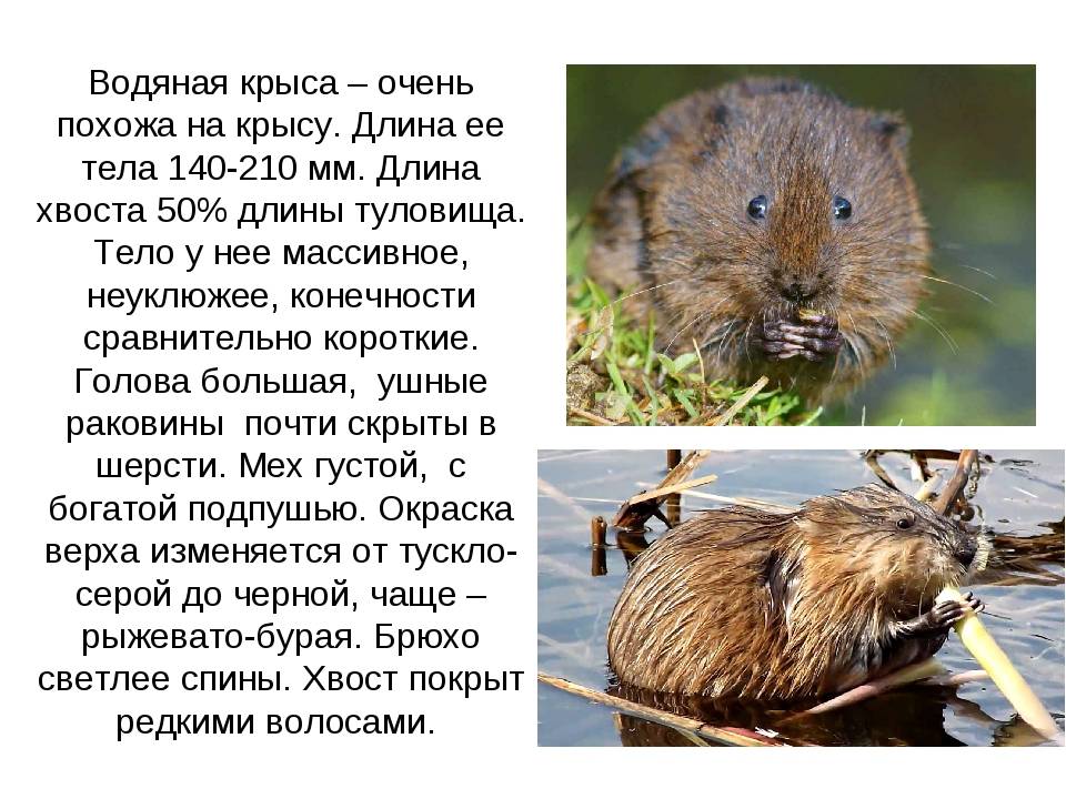 Водяная крыса: фото, описание, активность, питание