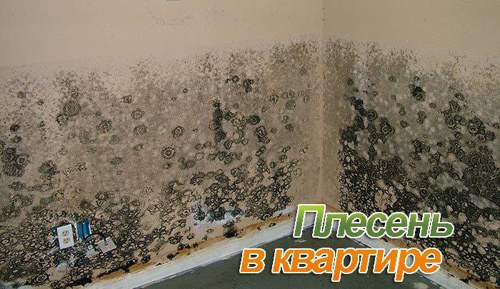Как вывести грибок на стене в квартире, эффективно раз и навсегда