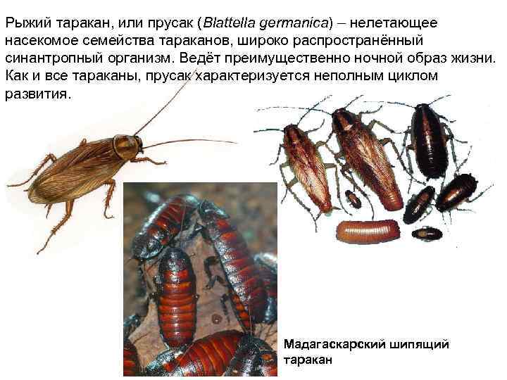 Виды тараканов живущие в квартирах: как они выглядят