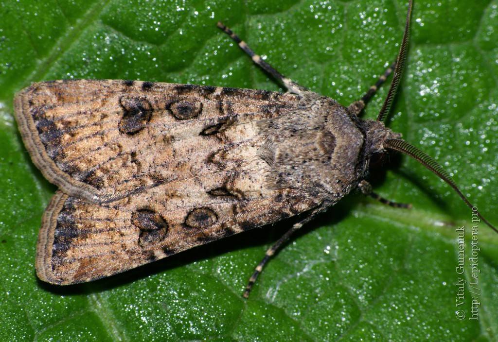 Гусеница совки: фото, описание всех видов личинок бабочки совки