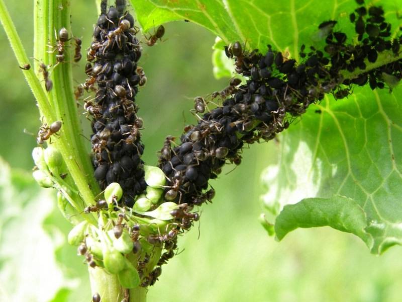 Тля и муравьи на смородине-как избавиться, спасти и чем обработать