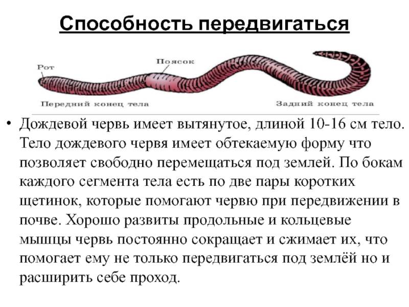 Лабораторная работа внешнее строение дождевого червя