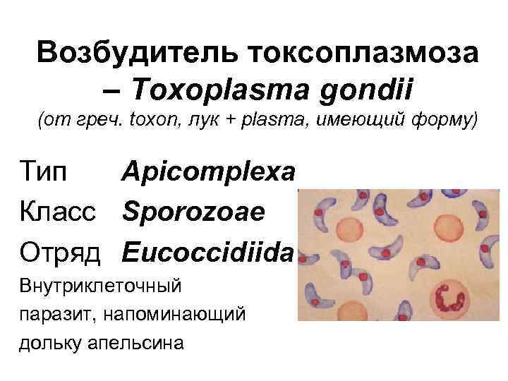 Toxoplasma gondii, igm: исследования в лаборатории kdlmed
