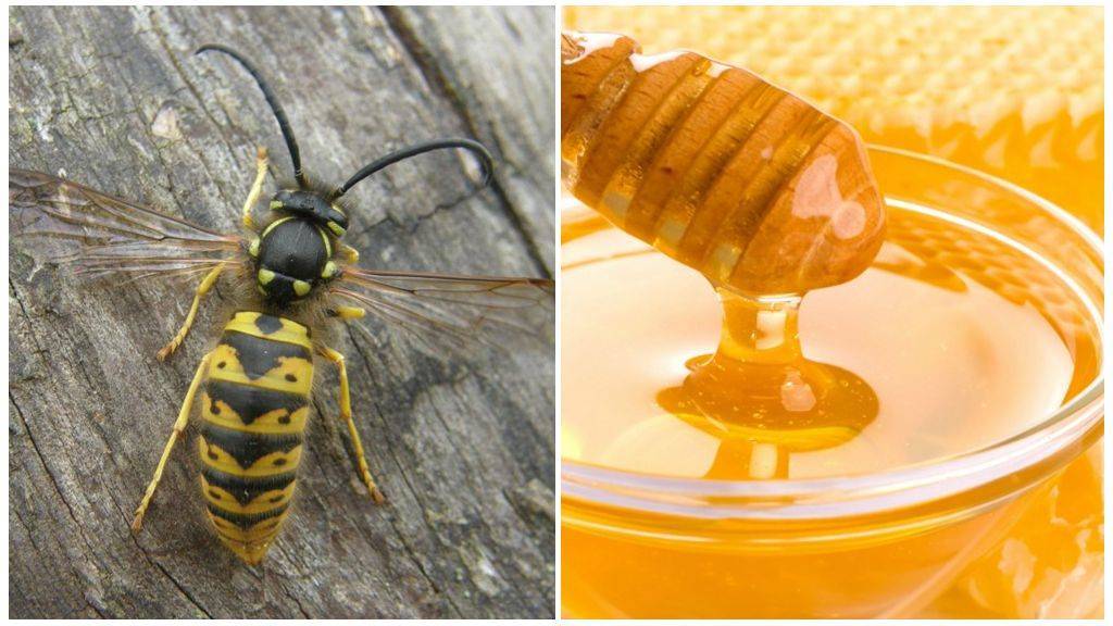 Делают ли осы мед?