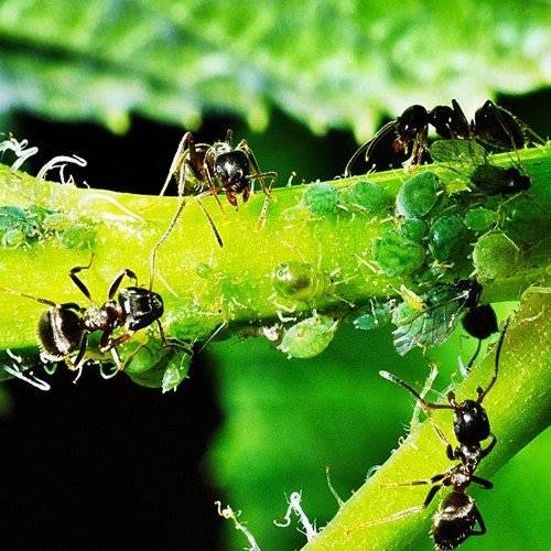Тля и муравьи на смородине: как избавиться и чем обработать, как спасти растение, народные и профессиональные средства