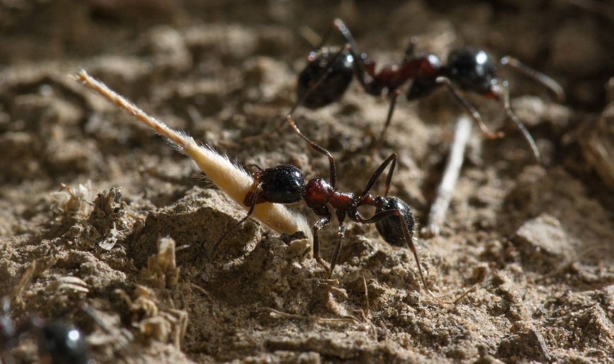 Чем питаются муравьи в домашних условиях и в природе?