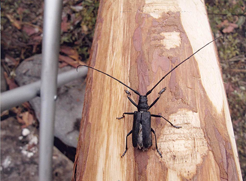 Как избавиться от жука-усача в деревянном доме