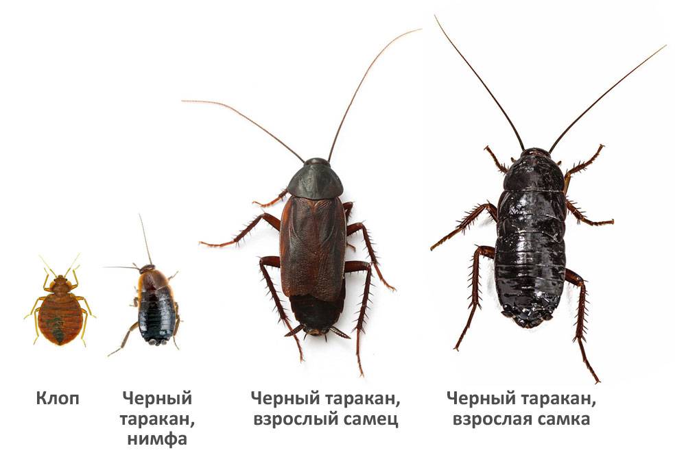 Где живут тараканы: откуда они в квартире, как их обнаружить