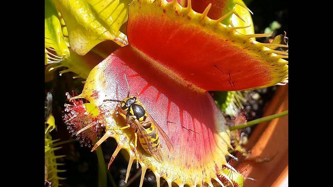 Какие растения отпугивают мух: уличные и домашние