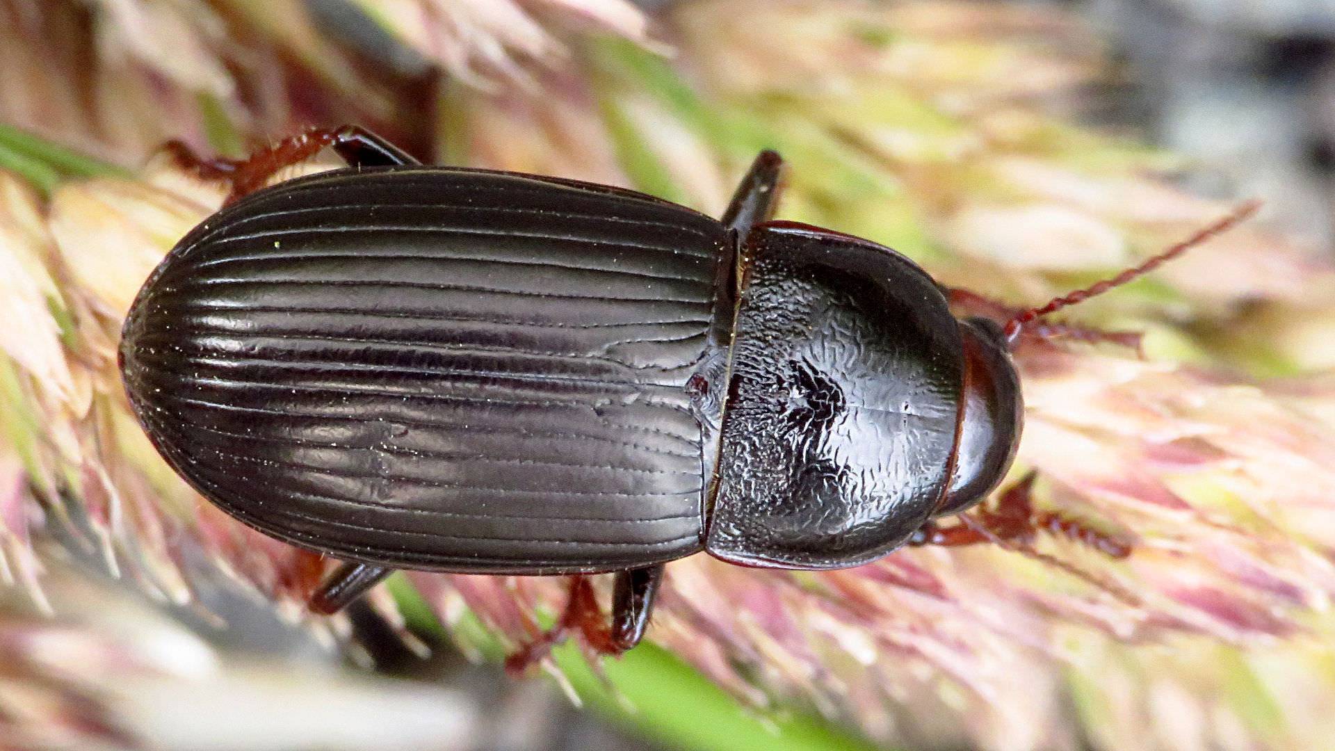 Хлебная жужелица zabrus tenebrioides goeze.