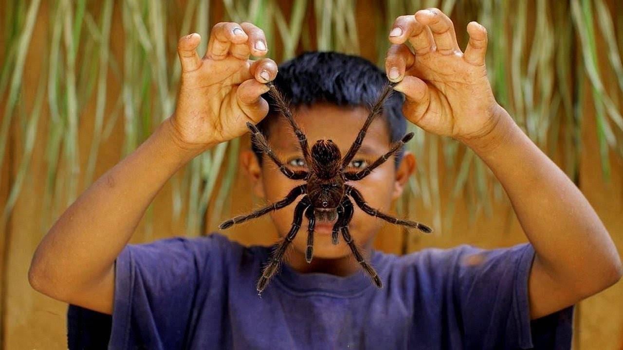 Как выглядит и какие размеры самого большого паука на земле