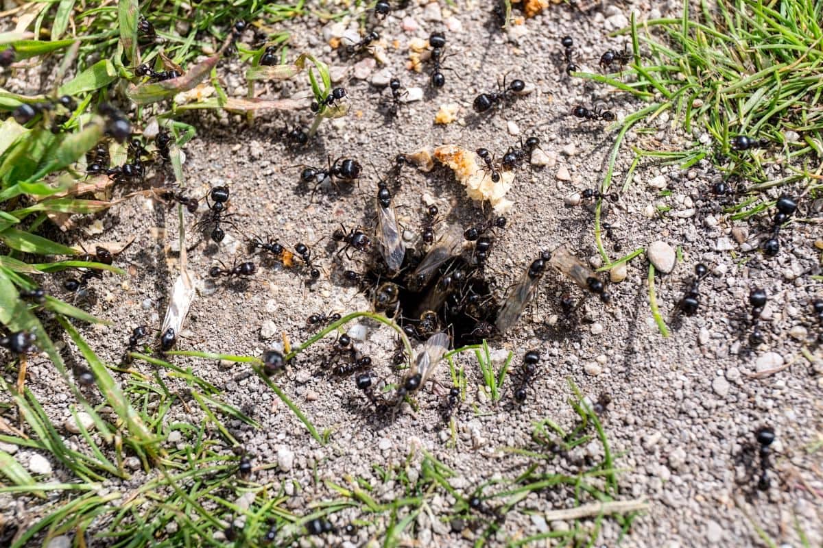 Садовые муравьи – польза или вред для сада и огорода?