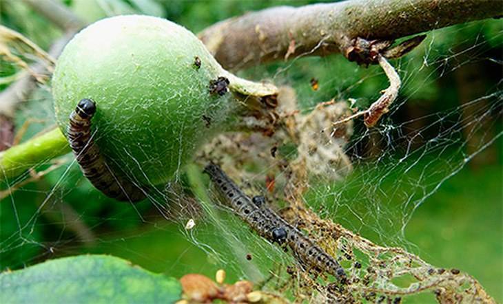 Если у вас паутина на яблонях — как бороться проверенными способами?