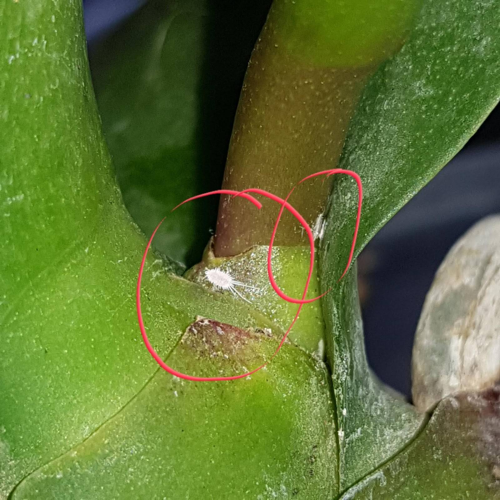 Мучнистый червец на комнатных растениях: как избавиться от него, как бороться при поражении орхидеи, фото