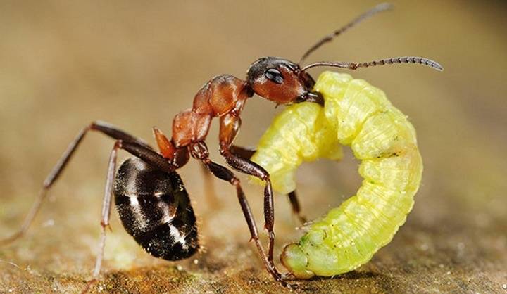 Самые интересные факты о муравьях — природа мира