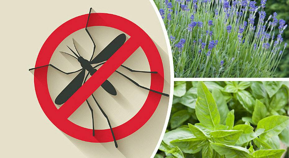 Какие растения отпугивают комаров – топ 5 репеллентов на грядке — agroxxi