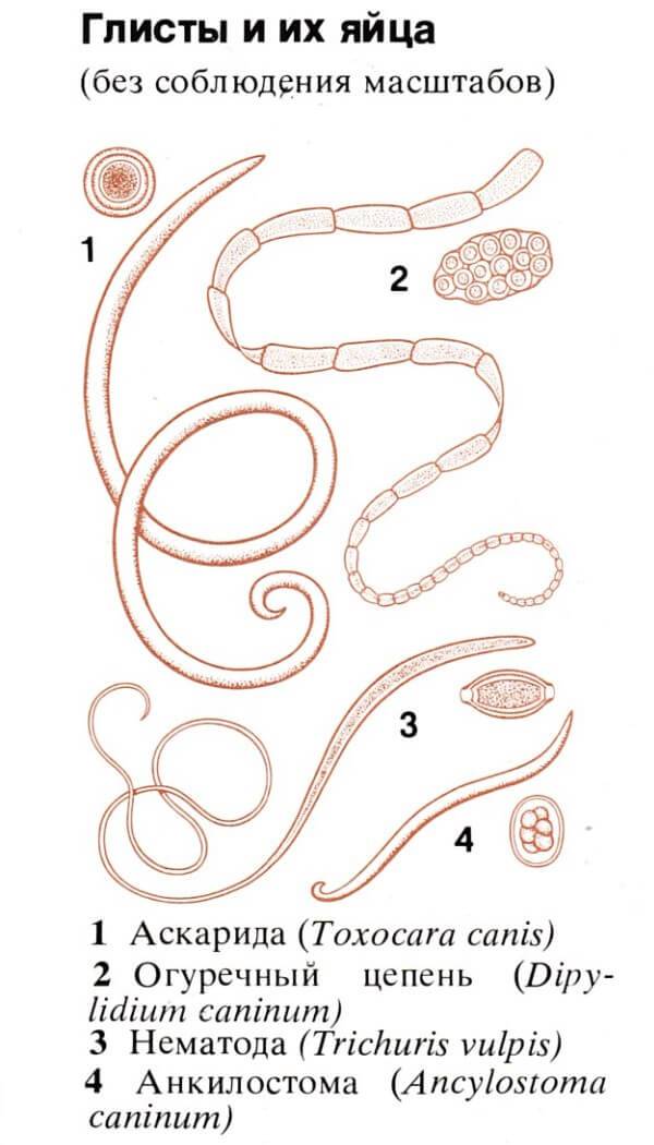 Виды паразитов в организме человека рисунок с подписями