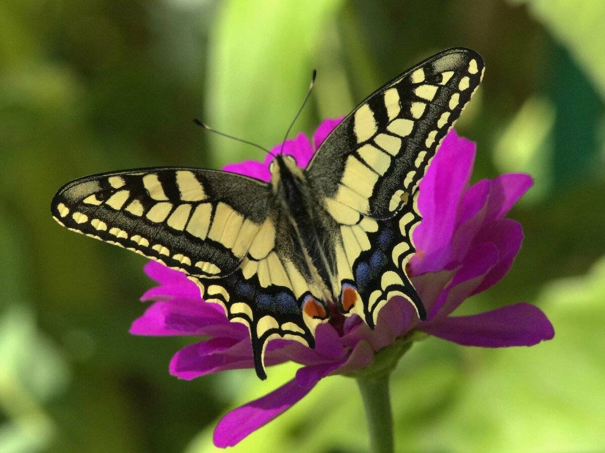 Бабочка махаон: описание, интересные факты для детей. что любят бабочки махаон в домашних условиях, сколько живут? какого цвета бывают бабочки махаоны: фото