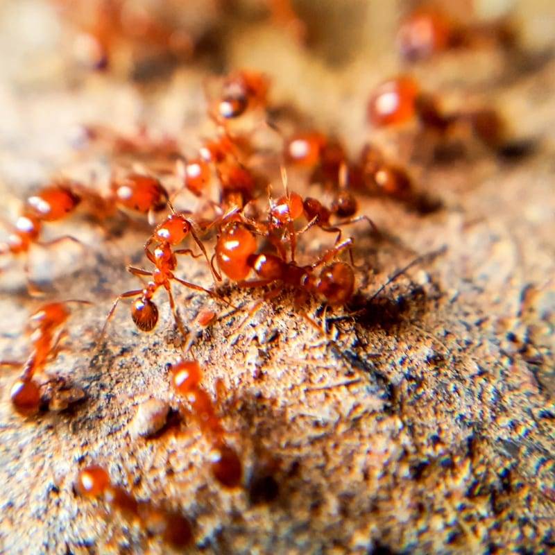 Огненные красные муравьи - фото и описание