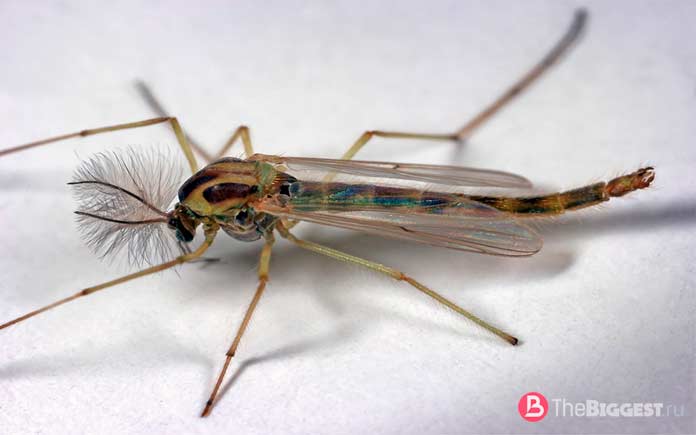 Комар типичный представитель кровососущих, ареал обитания, характеристики, жизненный цикл и интересные факты из мира насекомых