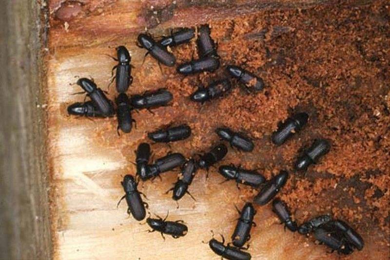 Короеды в деревянном доме — описание как избавиться от жука-точильщика. советы как удалить навсегда опасных паразитов (105 фото)