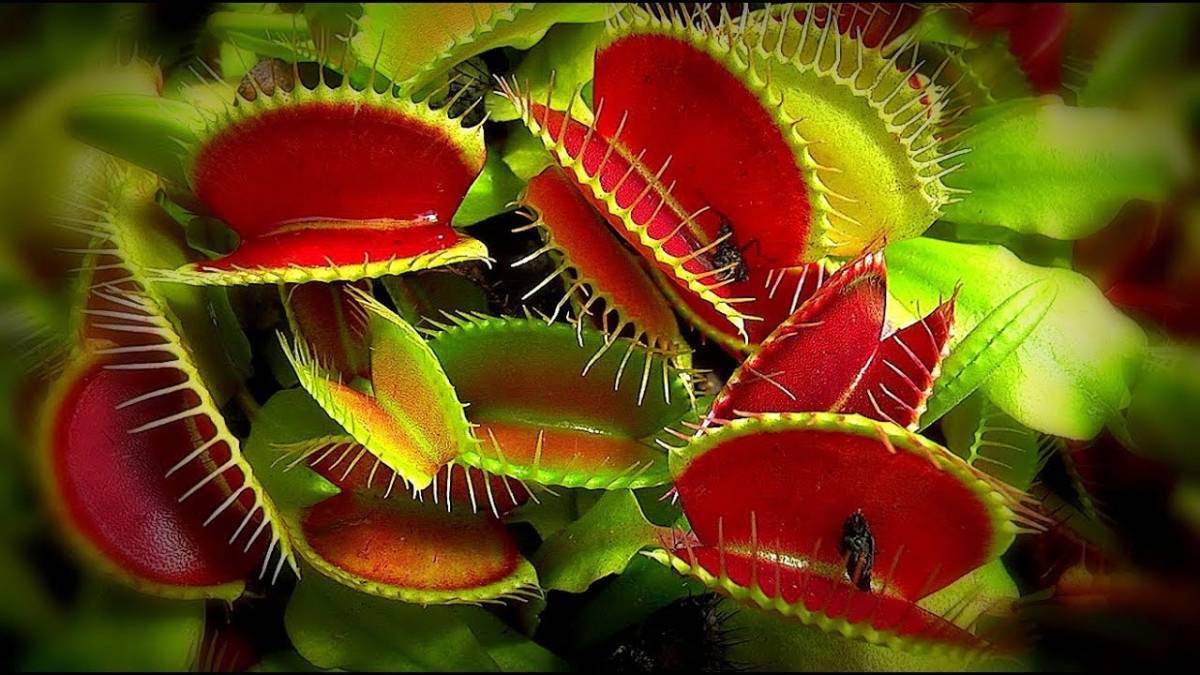 Необычные представители флоры нашей планеты - хищные растения: фото, виды и описание