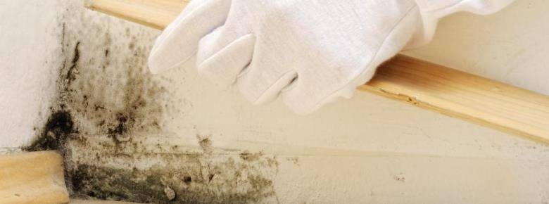 Грибок в квартире: чем опасен? вред и болезни от плесени на стенах