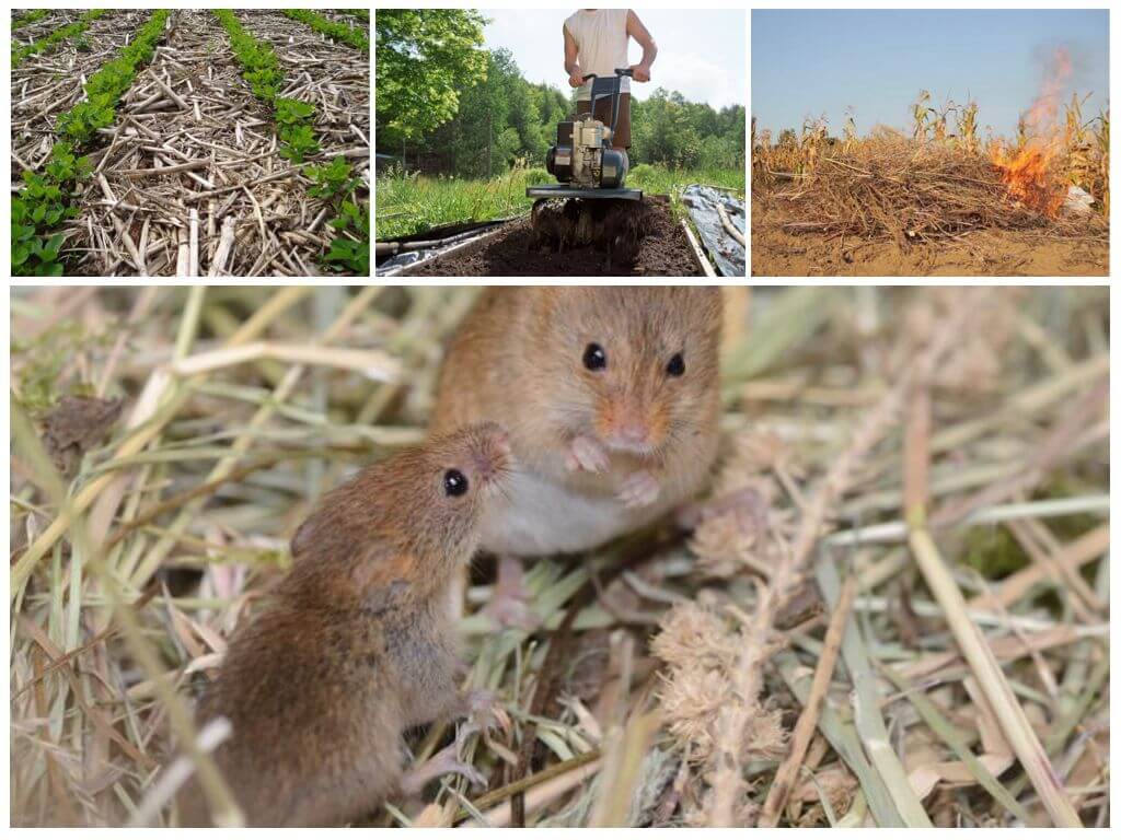 Как избавиться от полевых мышей: 4 проверенных способа