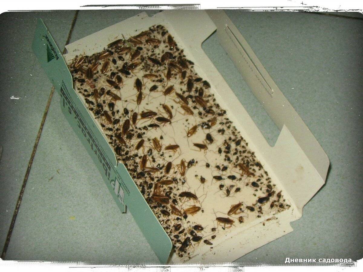 Чем травить тараканов в квартире