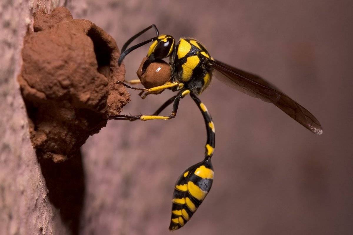 Земляные осы: как избавиться от этих насекомых безопасно для своего здоровья