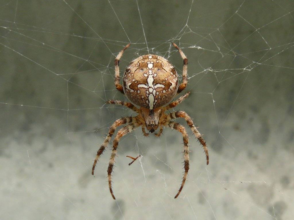 Паук-крестовик: опасен ли он для человека? фото и особенности паука