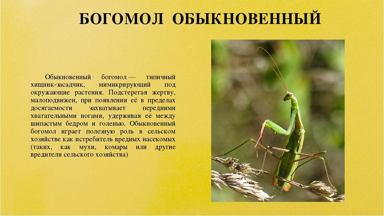 Богомол: где обитает в россии этот удивительный хищник мира насекомых?