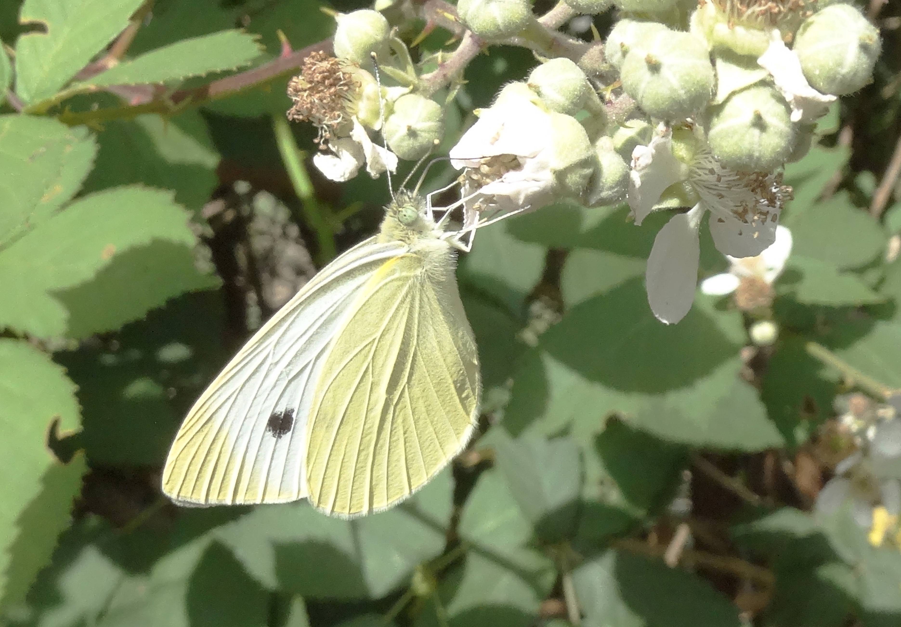 Бабочка боярышница — описание, видео
