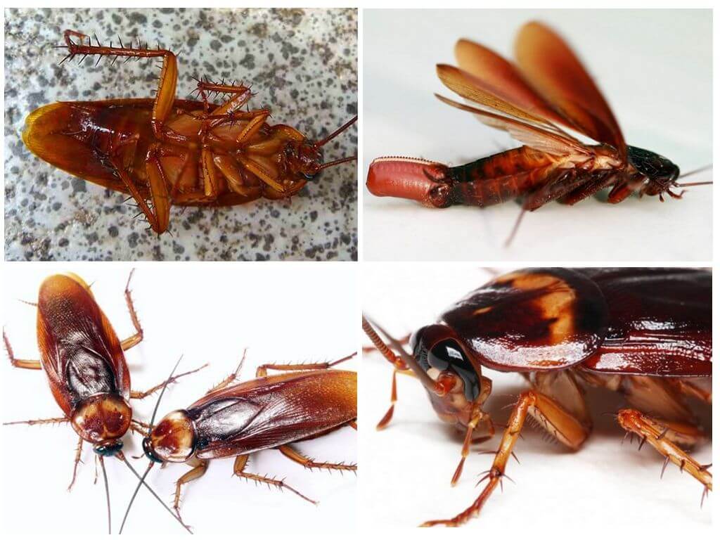 Кто есть тараканов: входят ли в этот список люди, какие животные это делают в природе и в квартире