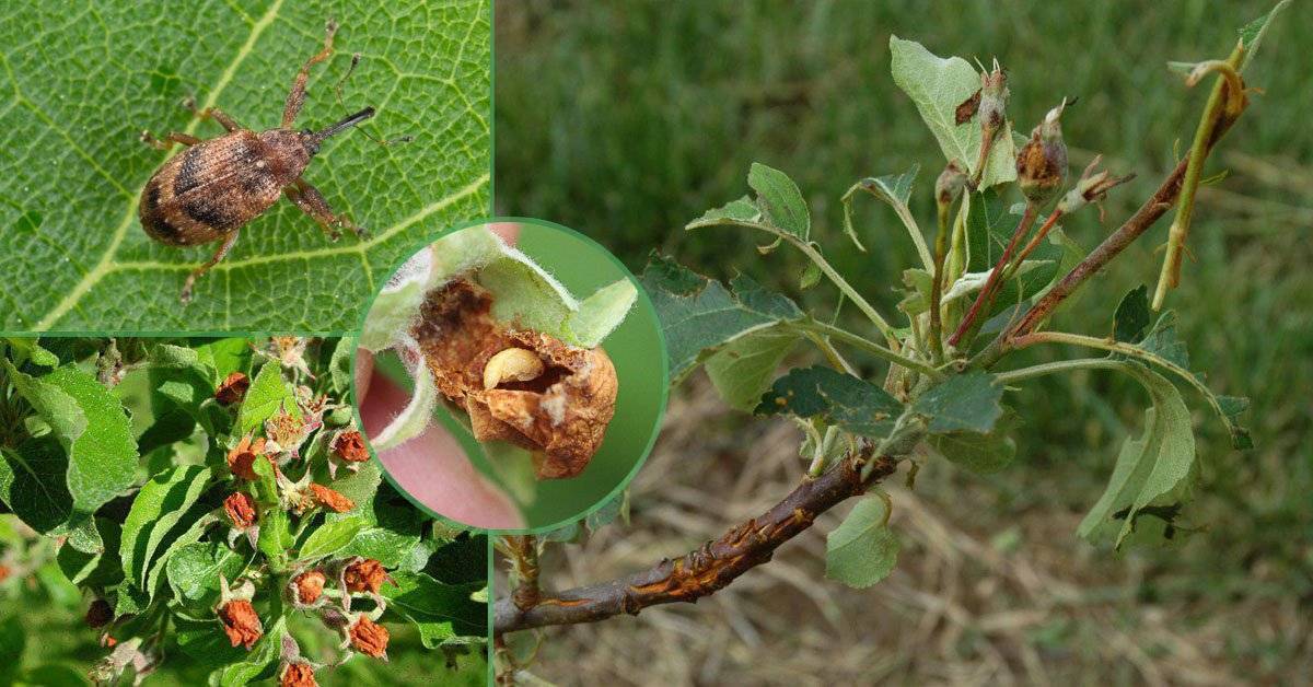 Цветоед на яблоне и методы борьбы с ним: эффективно избавляемся от вредителя