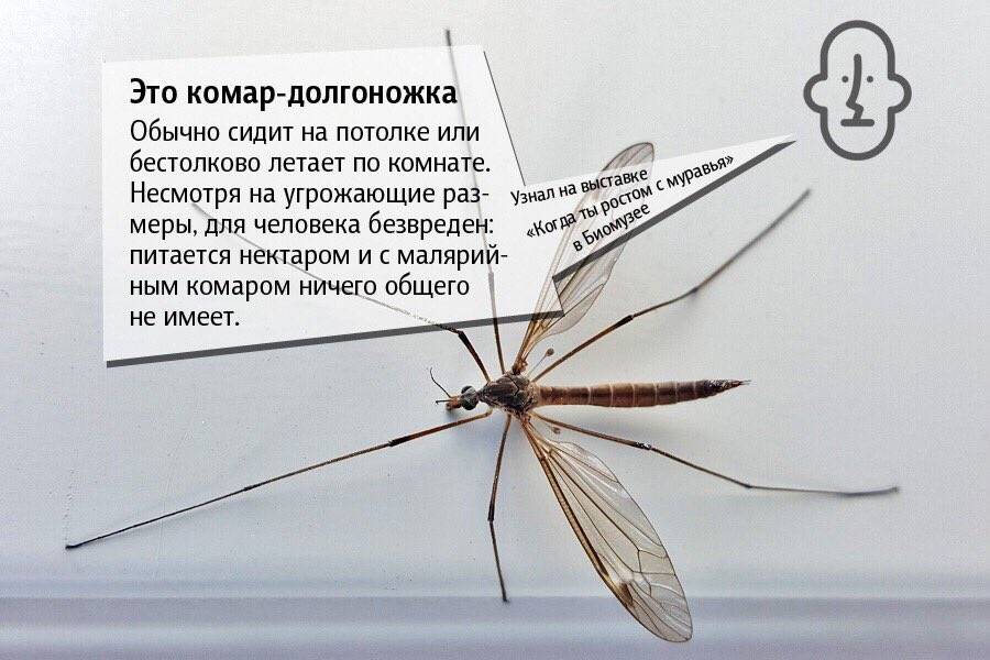 Как называется и чем питается личинка комара