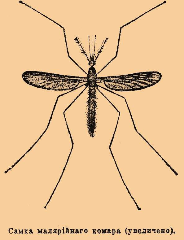 Как выглядит малярийный комар и чем опасен его укус
