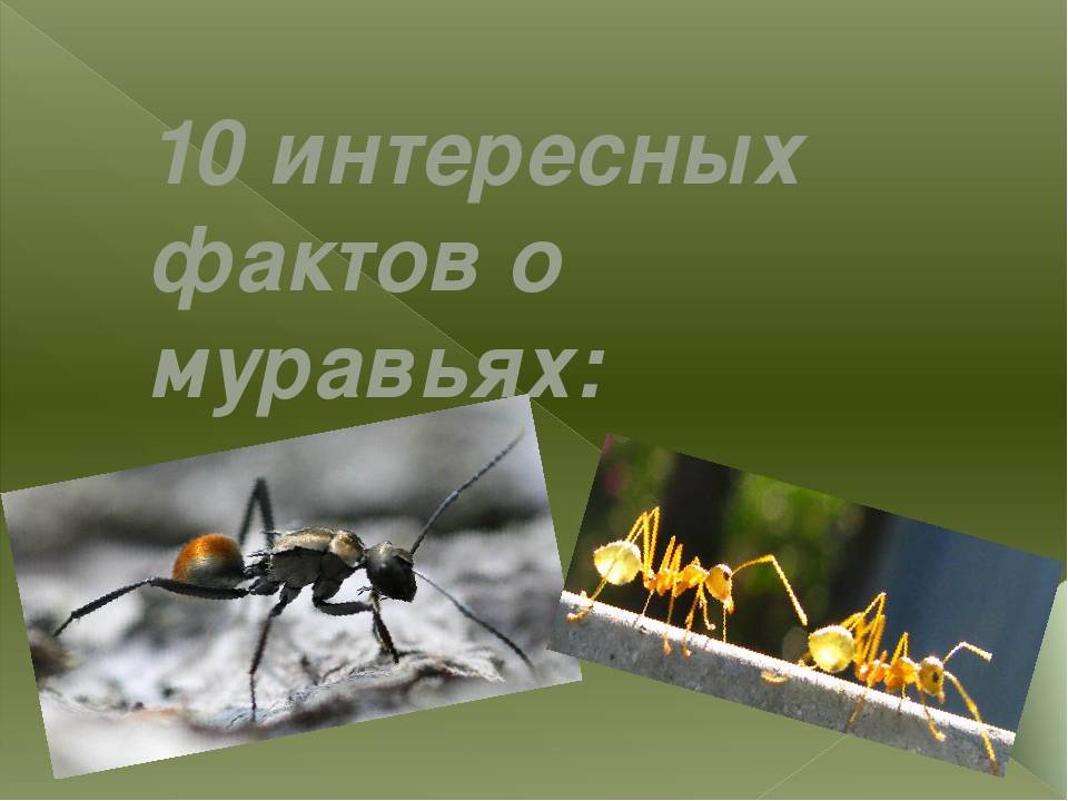 Что нужно знать о муравьях, интересные факты о насекомых