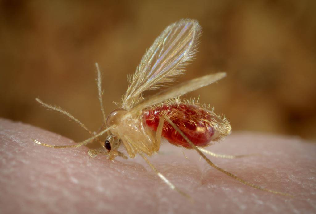 Особенности комара карамора (долгоножка): питание, жизненный цикл и размножение