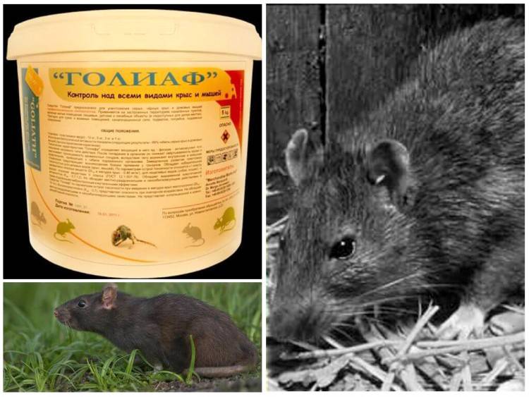 Средства от мышей в доме от которых мыши уходят навсегда, обзор популярных препаратов