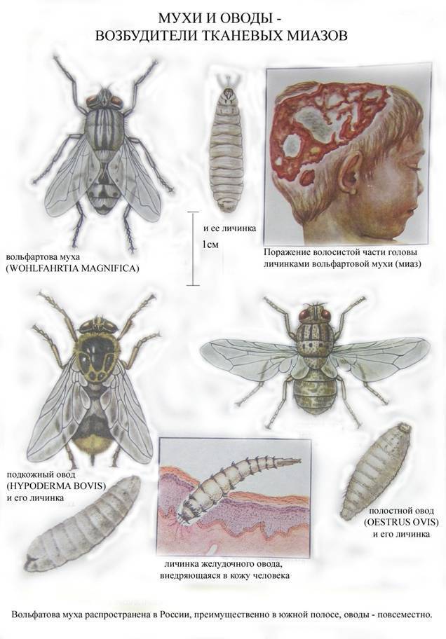Морфология вольфартовой мухи рисунок