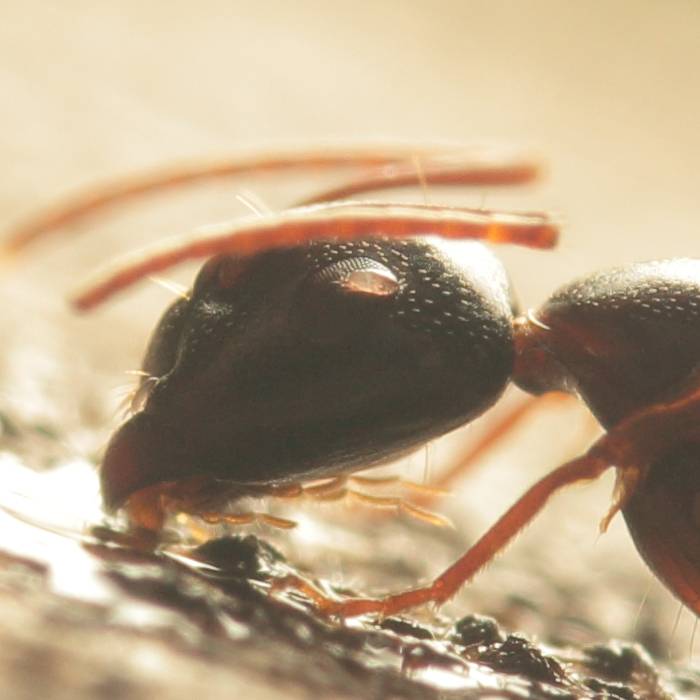Как избавиться от клещей за хх дней (эксперимент с муравьями) | клуб любителей муравьев