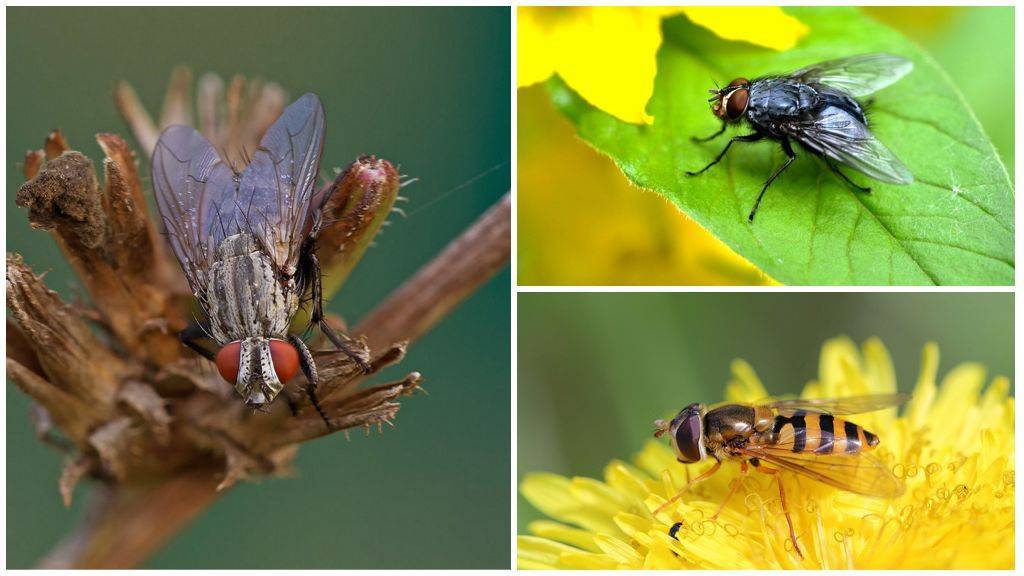 Описание и фото укусов мух, почему они кусаются. симптомы и лечение укусов мух