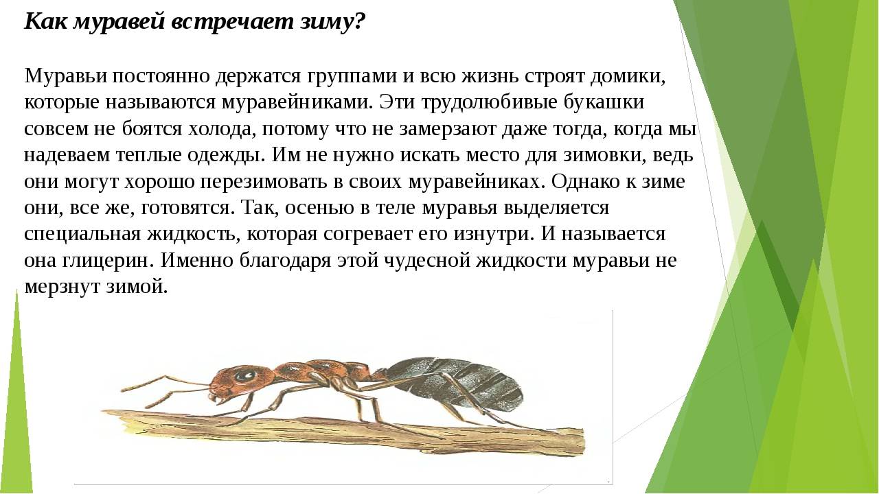 Где зимуют осы и как они готовятся к зимовке? где зимуют осы куда же они исчезают осенью когда осы просыпаются после зимы.