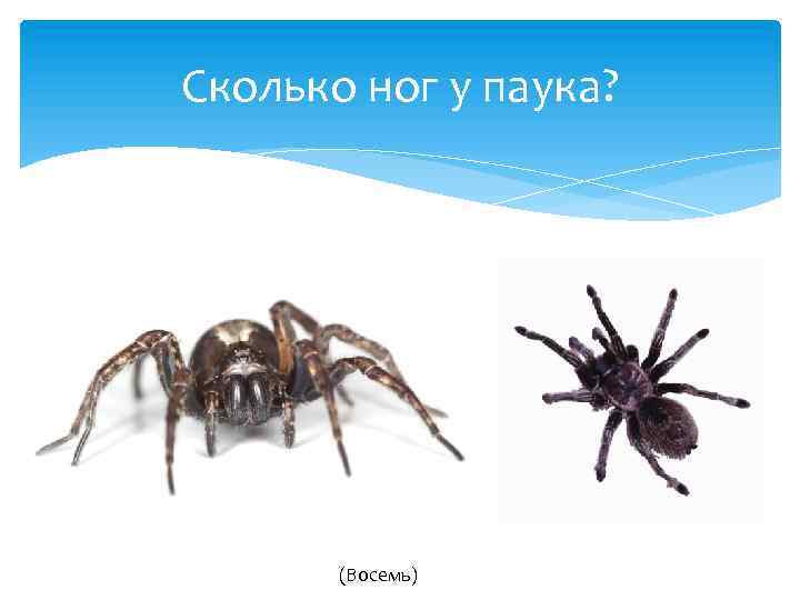 Сколько ног у паука и клеща и как отличить этих животных