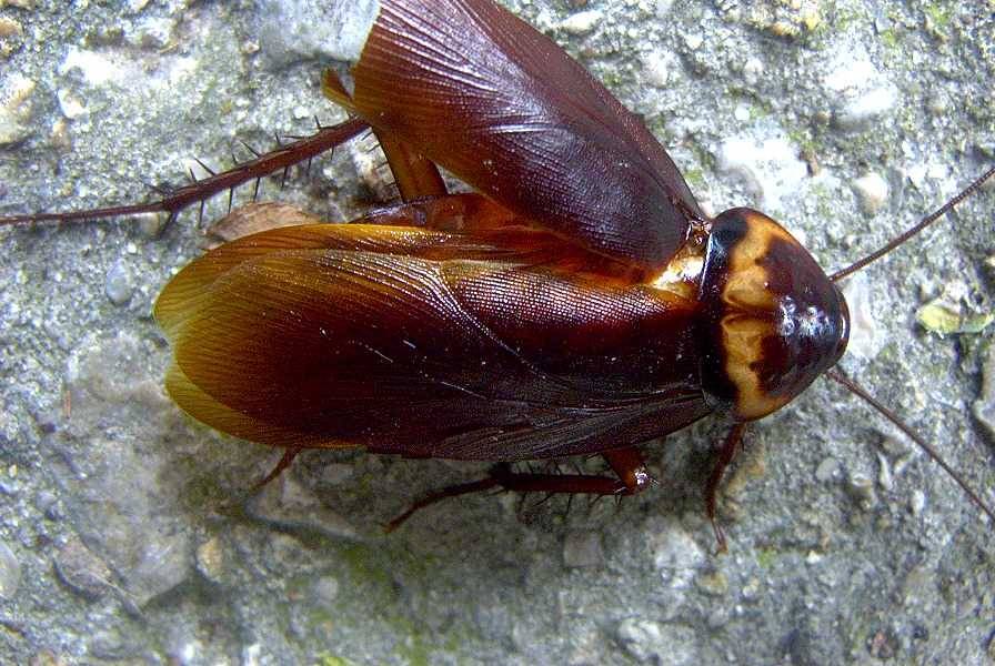 Летают ли тараканы: основные виды домашних тараканов и кто из них умеет летать